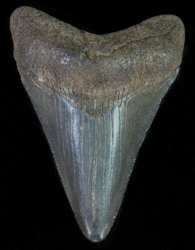 Juvenile Megalodon Tooth #62043